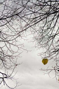  Fall in Paris, a single leaf on a tree
